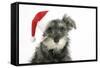 Schnauzer Puppy Wearing a Christmas Hat-null-Framed Stretched Canvas