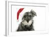 Schnauzer Puppy Wearing a Christmas Hat-null-Framed Photographic Print