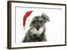 Schnauzer Puppy Wearing a Christmas Hat-null-Framed Photographic Print