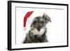 Schnauzer Puppy Wearing a Christmas Hat-null-Framed Photographic Print