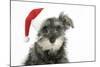 Schnauzer Puppy Wearing a Christmas Hat-null-Mounted Photographic Print