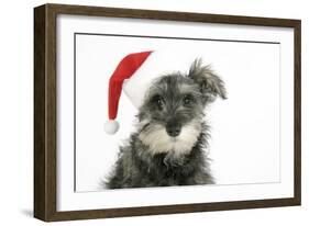 Schnauzer Puppy Wearing a Christmas Hat-null-Framed Photographic Print