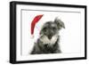 Schnauzer Puppy Wearing a Christmas Hat-null-Framed Photographic Print