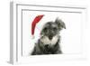 Schnauzer Puppy Wearing a Christmas Hat-null-Framed Photographic Print