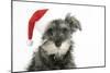 Schnauzer Puppy Wearing a Christmas Hat-null-Mounted Photographic Print