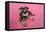 Schnauzer Puppy Wearing Pink Glasses-null-Framed Stretched Canvas