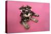 Schnauzer Puppy Wearing Pink Glasses-null-Stretched Canvas