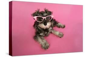 Schnauzer Puppy Wearing Pink Glasses-null-Stretched Canvas
