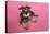 Schnauzer Puppy Wearing Pink Glasses-null-Stretched Canvas