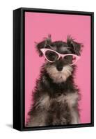 Schnauzer Puppy Wearing Pink Glasses-null-Framed Stretched Canvas