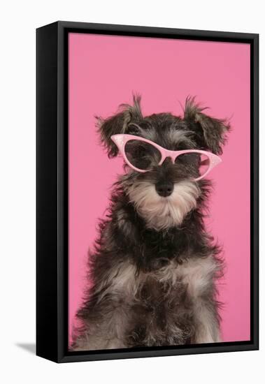 Schnauzer Puppy Wearing Pink Glasses-null-Framed Stretched Canvas