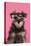 Schnauzer Puppy Wearing Pink Glasses-null-Stretched Canvas