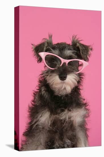 Schnauzer Puppy Wearing Pink Glasses-null-Stretched Canvas