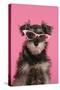 Schnauzer Puppy Wearing Pink Glasses-null-Stretched Canvas