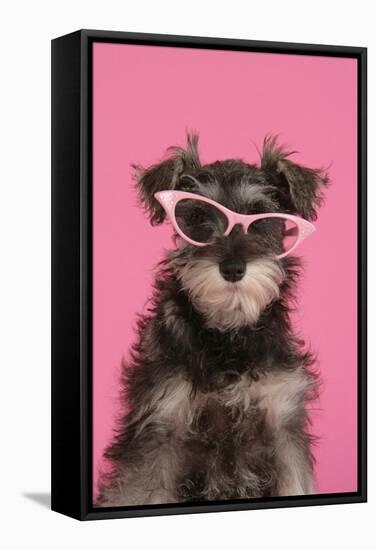 Schnauzer Puppy Wearing Pink Glasses-null-Framed Stretched Canvas