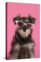 Schnauzer Puppy Wearing Pink Glasses-null-Stretched Canvas