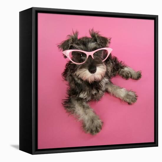 Schnauzer Puppy Wearing Pink Glasses-null-Framed Stretched Canvas