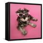 Schnauzer Puppy Wearing Pink Glasses-null-Framed Stretched Canvas
