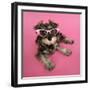 Schnauzer Puppy Wearing Pink Glasses-null-Framed Premium Photographic Print