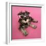 Schnauzer Puppy Wearing Pink Glasses-null-Framed Premium Photographic Print