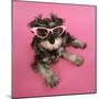 Schnauzer Puppy Wearing Pink Glasses-null-Mounted Premium Photographic Print