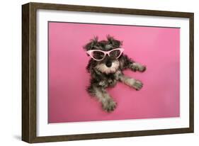 Schnauzer Puppy Wearing Pink Glasses-null-Framed Photographic Print