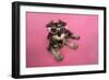 Schnauzer Puppy Wearing Pink Glasses-null-Framed Photographic Print