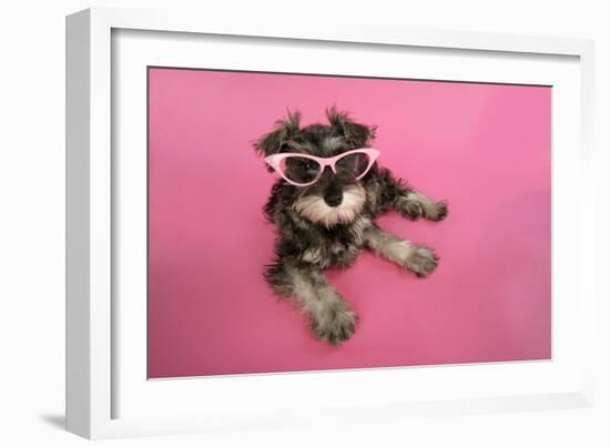 Schnauzer Puppy Wearing Pink Glasses-null-Framed Photographic Print