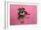 Schnauzer Puppy Wearing Pink Glasses-null-Framed Photographic Print