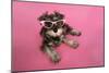 Schnauzer Puppy Wearing Pink Glasses-null-Mounted Photographic Print