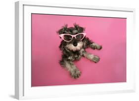 Schnauzer Puppy Wearing Pink Glasses-null-Framed Photographic Print