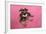 Schnauzer Puppy Wearing Pink Glasses-null-Framed Photographic Print