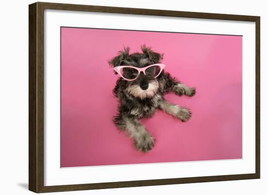 Schnauzer Puppy Wearing Pink Glasses-null-Framed Photographic Print