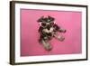 Schnauzer Puppy Wearing Pink Glasses-null-Framed Photographic Print