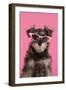 Schnauzer Puppy Wearing Pink Glasses-null-Framed Photographic Print