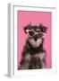 Schnauzer Puppy Wearing Pink Glasses-null-Framed Photographic Print