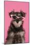 Schnauzer Puppy Wearing Pink Glasses-null-Mounted Photographic Print