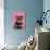 Schnauzer Puppy Wearing Pink Glasses-null-Photographic Print displayed on a wall