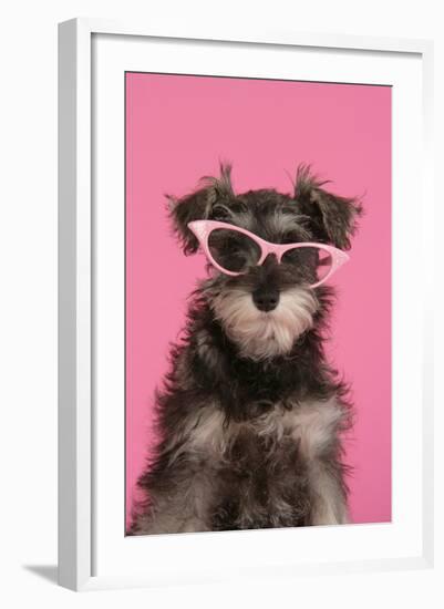 Schnauzer Puppy Wearing Pink Glasses-null-Framed Photographic Print