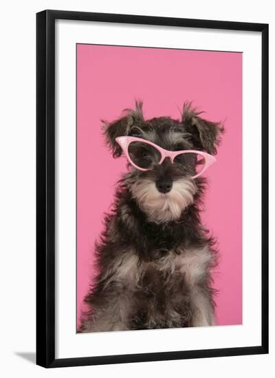 Schnauzer Puppy Wearing Pink Glasses-null-Framed Photographic Print