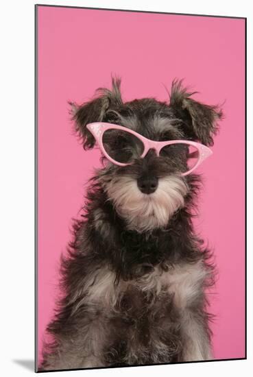 Schnauzer Puppy Wearing Pink Glasses-null-Mounted Photographic Print