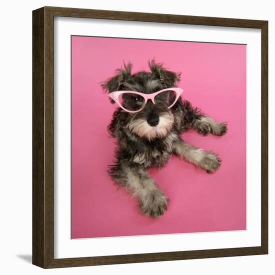 Schnauzer Puppy Wearing Pink Glasses-null-Framed Photographic Print