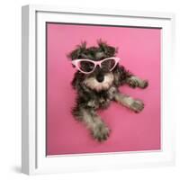 Schnauzer Puppy Wearing Pink Glasses-null-Framed Photographic Print