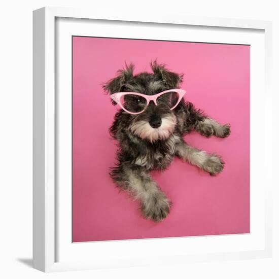 Schnauzer Puppy Wearing Pink Glasses-null-Framed Photographic Print