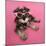 Schnauzer Puppy Wearing Pink Glasses-null-Mounted Photographic Print