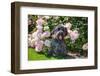 Schnauzer Sitting in Rose Garden-Zandria Muench Beraldo-Framed Photographic Print