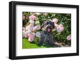 Schnauzer Sitting in Rose Garden-Zandria Muench Beraldo-Framed Photographic Print