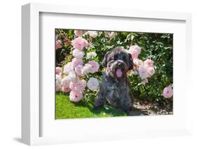 Schnauzer Sitting in Rose Garden-Zandria Muench Beraldo-Framed Photographic Print