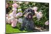 Schnauzer Sitting in Rose Garden-Zandria Muench Beraldo-Mounted Photographic Print