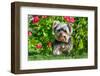 Schnauzer Sitting with Red Flowers and Grass-Zandria Muench Beraldo-Framed Photographic Print